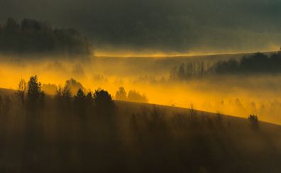 Sunrise, landscape, tree, misty day, fog