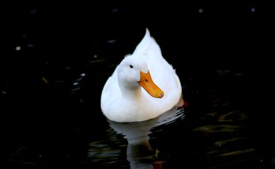 White duck, water bird, swim, 5k
