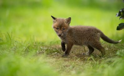 Fox, baby animal, walk, wildlife
