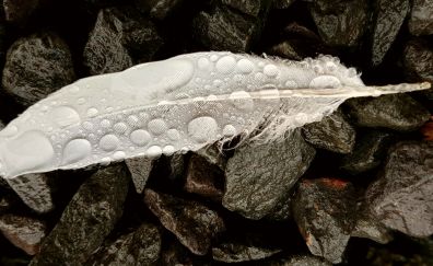 White feather, water drops, rocks