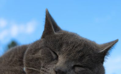 British Shorthair, Cat, muzzle, sleeping, 4k