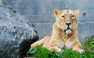 Predator, Lion, lionness, sitting, zoo