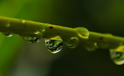 Drops, water drops, tree branch, close up