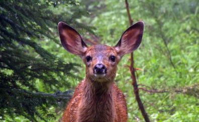 Roe deer, animal, muzzle, cute