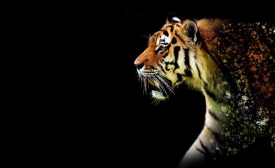 Tiger, predator, animal, art, 5k