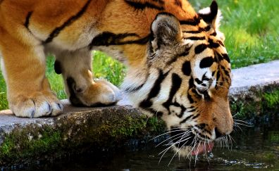 Tiger, predator, drinking water, 4k