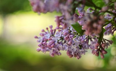 Lilac, purple flowers, blossom, tree branch