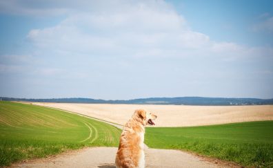 Landscape, road, golden retriever, dog