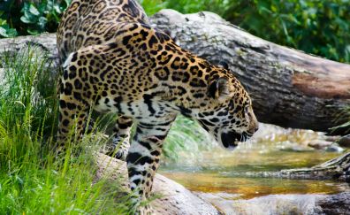 Jaguar, spotted animal, wild & big cat