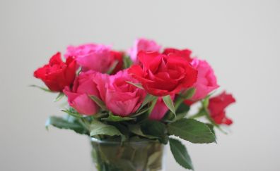 Red roses, vase, flowers