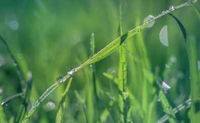 Grass, water drops, close up, 5k