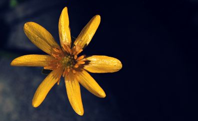 Yellow garden flower, close up