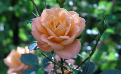 Close up, orange flower, bloom, rose