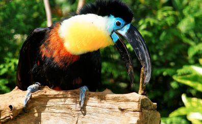 Toucan, bird, colorful, big beak bird