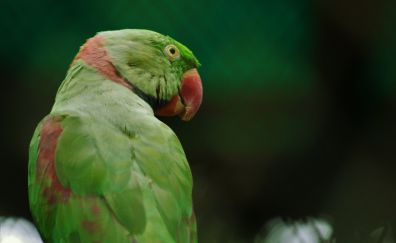 Rose-ringed parakeet, parrot, bird