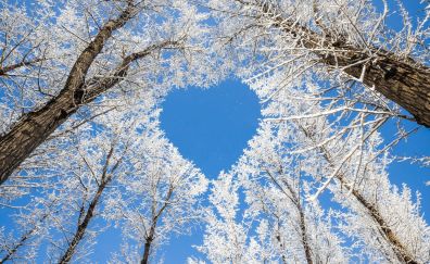 Trees, winter, blue sky, heart, nature