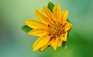 sunflower, Wild flower, close up, yellow, garden