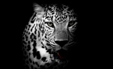 Leopard, muzzle, monochrome, predator, 4k