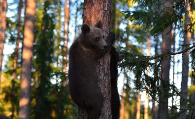 Baby bears, climb, forest, trees