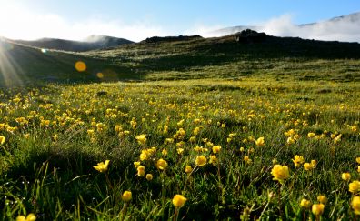 Meadow, landscape, yellow, summer, poppy