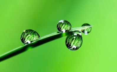 Water drops, grass, close up, 4k