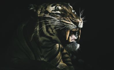 Angry beast, tiger, animal. muzzle