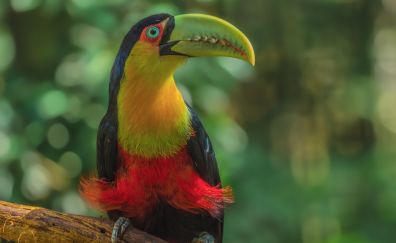 Toucan bird big beak colorful