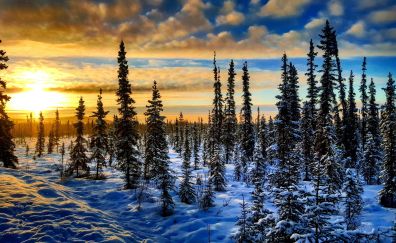 Winter, trees, landscape, sunset