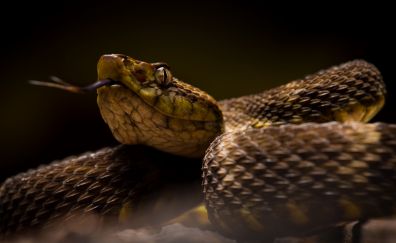 Snake, reptile, close up