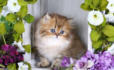 Cute fat cat, looking away, flowers, 4k