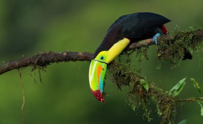 Toucan, bird, long colorful beak