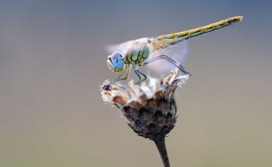 Dragonfly, insect, flower