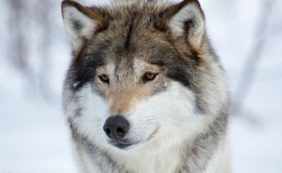Wolf, predator, 4k, muzzle