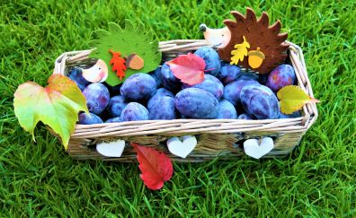 Autumn, plums, fruits basket, 4k