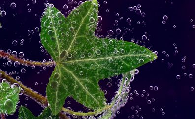 Bubbles, leaf, soda, close up
