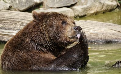 Bear, furry, predator, zoo, bath