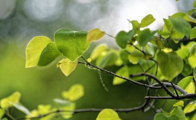 Tree branch, spring, green leaves