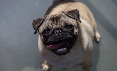 Pug, cute and adorable dog, stare