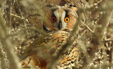 Owl's stunned face, predator, bird, 4k