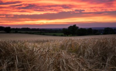 Red sunset and wheat field
