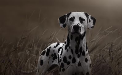 Dalmatian dog, grass, spotted