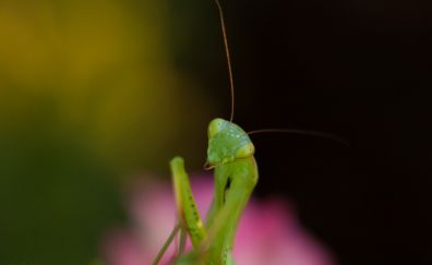 Mantis insect, close up