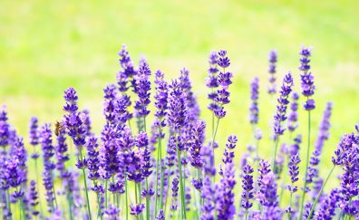 Lavender flowers, purple flower, meadow