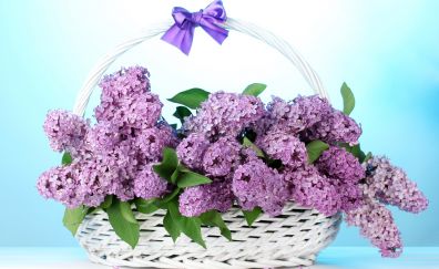 Lilac flowers, gift, basket