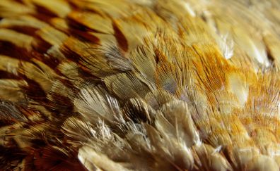 Feathers, texture, close up