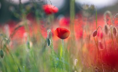 Poppies flower field, blurred