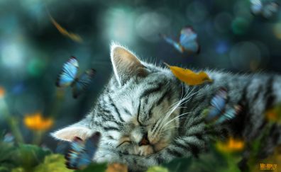 Cat nap daydream