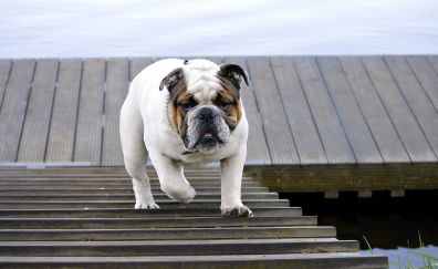 Bulldog, stair, walk, pet animal