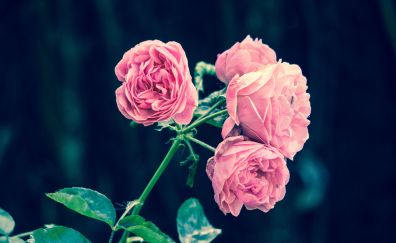 Pink roses, spring, flowers, beautiful