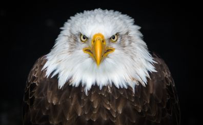 Bald eagle, bird, predator, muzzle, 8k